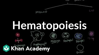 Hematopoiesis  Hematologic System Diseases  NCLEXRN  Khan Academy [upl. by Wilhide]