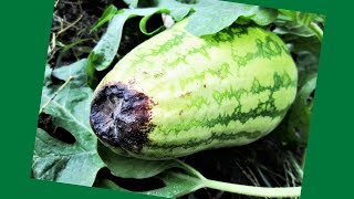 Why Your Watermelons Are Rotting on the Vine❗🍉🌱 Ozzie Kwees Garden🐝 [upl. by Brackett430]