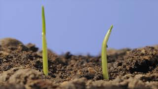 Wheat seed germinating underground and seedling growth above ground time lapse [upl. by Jaquelin67]