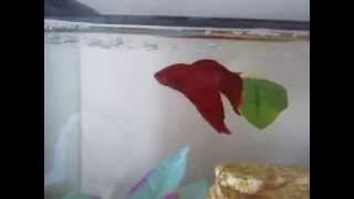 How to teach your Betta 4 different tricks [upl. by Katinka400]