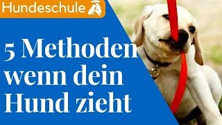 Hund zieht an der Leine  Die 5 BESTEN Methoden um Leinefürhrigkeit zu trainieren [upl. by Esidnac]