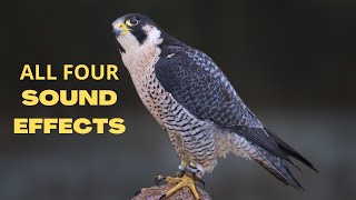 Peregrine Falcon All Sounds  The Fastest Animal on Earth [upl. by Nolat52]