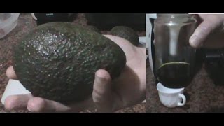 Cómo hacer aceite de aguacate o palta casero  avocado oil  DIY [upl. by Oretos639]