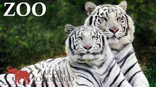 Lisbon Zoo  Portugal HD [upl. by Mehelhteb]