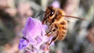 How bees turn nectar into honey [upl. by Lladnik]