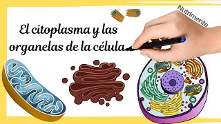 LA CÃ‰LULA EUCARIOTA  Citoplasma y organelas [upl. by Erdna]