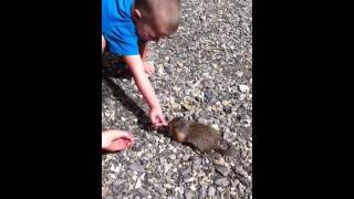 barkerville ground squirrel [upl. by Anilesor]