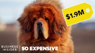 Why Pedigree Dogs Are So Expensive  So Expensive [upl. by Allister971]