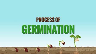 Germination of seed  Process of seed germination [upl. by Aira]