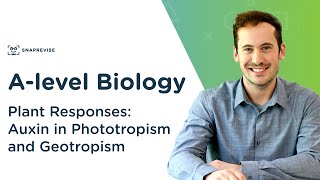 Plant Responses Auxin in Phototropism and Geotropism  Alevel Biology  OCR AQA Edexcel [upl. by Vic]