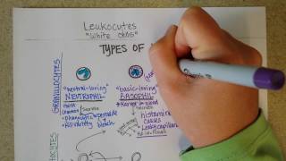 White Blood Cells  Granulocytes amp Lymphocytes  Part 1 [upl. by Llenreb591]