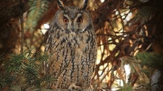 Ransuil Longeared Owl Waldohreule Asio Otus [upl. by Raf]