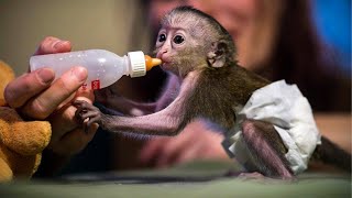 10 Cutest Newborn Baby Monkeys Ever [upl. by Barboza]