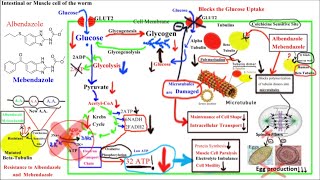 Pharmacology of ANTIHELMINTHICS AnthelminticsPart 1Albendazole and Mebendazole [upl. by Ahsiat]