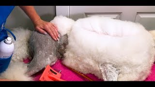 Essential Poodle Combing Tutorial [upl. by Moira]