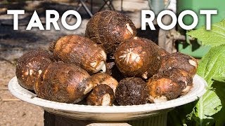 Growing Taro Root Plant  Tips amp Harvest [upl. by Alial]