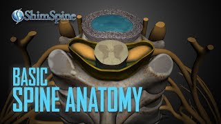 Basic Spine Anatomy [upl. by Lanford863]