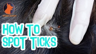 How to Spot Ticks on your Dog [upl. by Norha632]