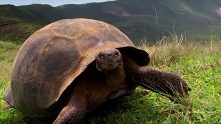 Charles Darwins Galapagos Discovery  Attenborough90  BBC Earth [upl. by Prosser]