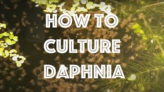 How To Culture Daphnia Magna [upl. by Hennahane]