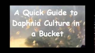 How to culture daphnia outside [upl. by Sailesh]