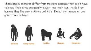 Primate Classification [upl. by Fraser]