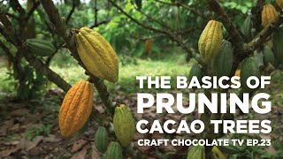 Pruning Cacao The Basics  Episode 23  Craft Chocolate TV [upl. by Kaleena510]