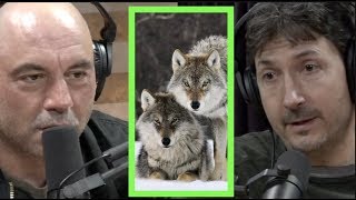 A Pack of Wolves Came After Glenn Villeneuve  Joe Rogan [upl. by Nylanaj]