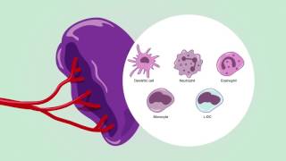 Immunity in spleen [upl. by Adikam]