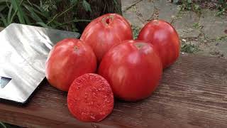 The Biggest Oxheart Tomato Upstate Oxheart [upl. by Eiramanin876]