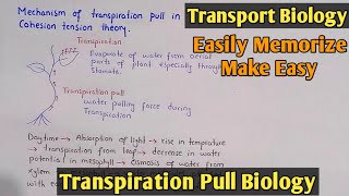 Mechanism of transpiration pull in cohesion tension theory [upl. by Novaat]