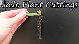 How To Propagate Jade Plants From Cuttings [upl. by Arnaldo271]