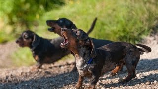 DACHSHUND BARKING  DACHSHUND HOWLING AND BARKING COMPILATION 2016 [upl. by Ainesy668]