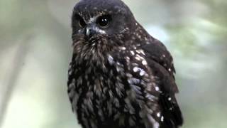 New Zealand Morepork Ruru [upl. by Aylward]