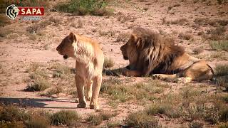 Captivebred Lions Released into the Wild [upl. by Houlberg]