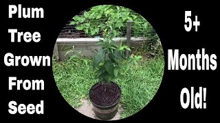 How To Grow Plum Trees From Seed Just Over 5 Months Old [upl. by Hoover]