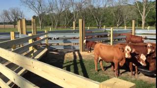 Cows Feel Safe in Guardrail Corrals [upl. by Uranie]