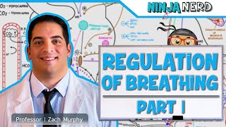 Respiratory  Regulation of Breathing Respiratory Centers Part 1 [upl. by Anec]