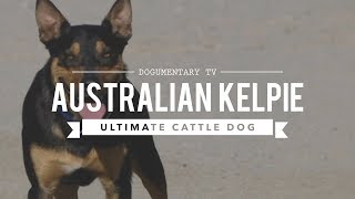 ALL ABOUT WORKING AUSTRALIAN KELPIES [upl. by Derr]