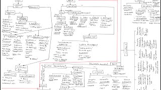 Microbiology Algorithm Gram Positive Cocci [upl. by Lydell]