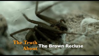 The Truth about the Brown Recluse [upl. by Kahler]