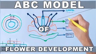 ABC Model of Flower Development [upl. by Toole]