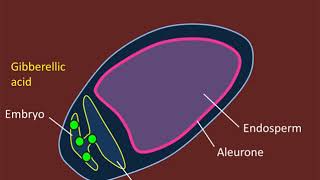 Seed Germination and Gibberellic Acid The Mobilisation of Nutrients [upl. by Aehsa]