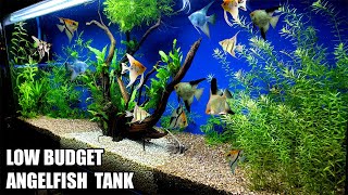 Build A Low Budget Planted Aquarium For Angelfish [upl. by Mikel537]