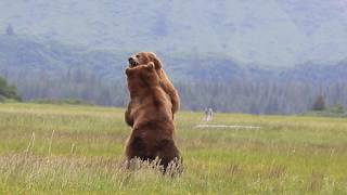 Alaska Grizzly vs Grizzly bear fight [upl. by Asil]