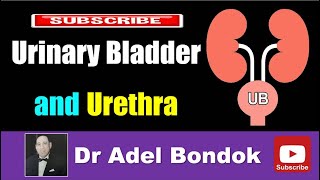 Urinary Bladder and Urethra Dr Adel Bondok [upl. by Apollo]