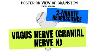 2Minute Neuroscience Vagus Nerve Cranial Nerve X [upl. by Enirok]