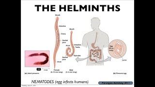 Microbiology of Eukaryotes Helminths [upl. by Nikkie]