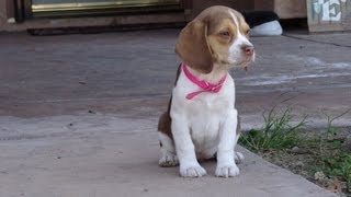 Miniature Tiny Pocket Beagles Puppies Cute Video New Litter 10 Weeks Old For Sale Buy Meet Breeder [upl. by Wrightson]