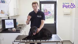 How to Remove A Tick From a Dog  My Family Vets [upl. by Hardman]